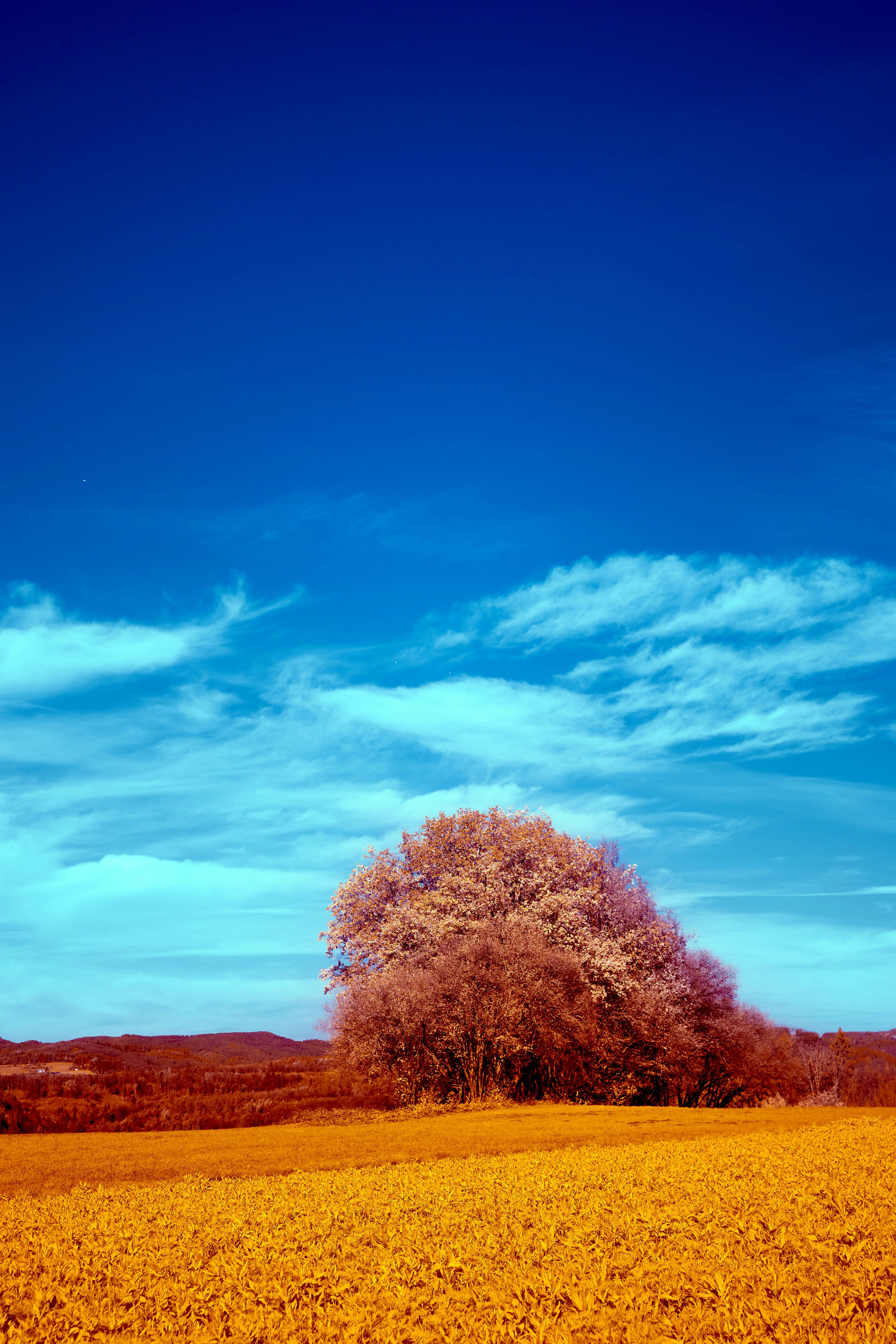 green trees under blue sky during daytime